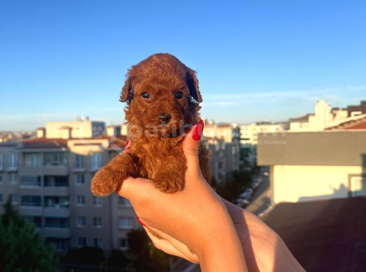 Ev Üreti̇mi̇ Kore Toy Poodle görsel