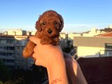 Ev Üreti̇mi̇ Kore Toy Poodle