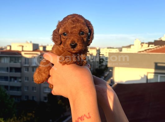 Ev Üreti̇mi̇ Kore Toy Poodle görsel