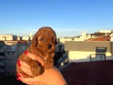 EV ÜRETİMİ kORE TOY POODLE