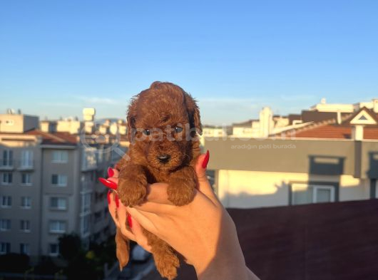 Ev Üreti̇mi̇ Kore Toy Poodle görsel