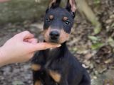 Doberman Yavruları