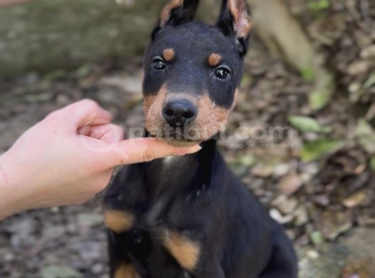 Doberman Yavruları