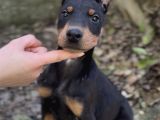 Doberman Yavruları
