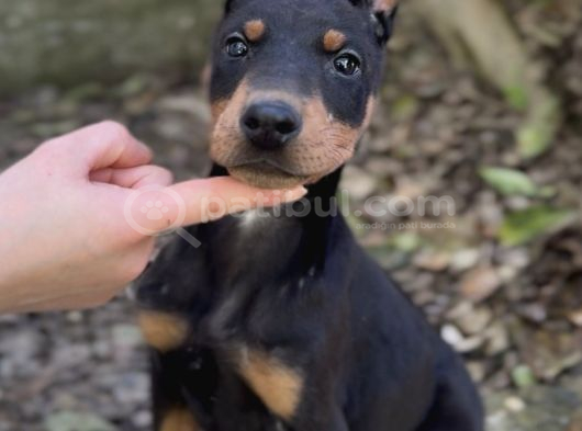 Doberman Yavruları görsel