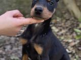 Doberman Yavruları