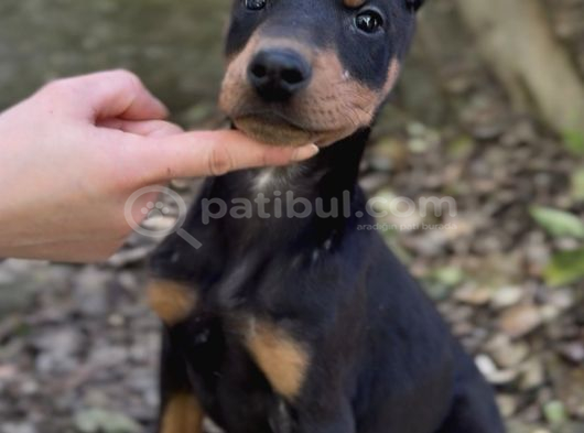Doberman Yavruları görsel