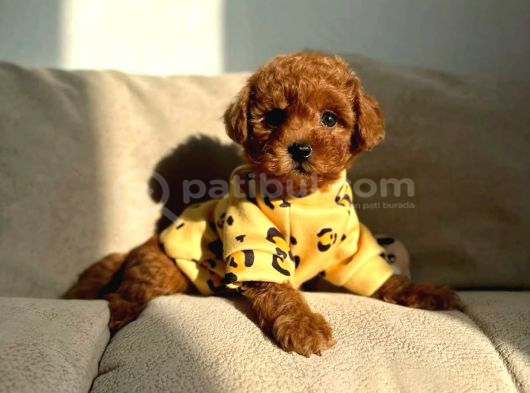 A Kalite Toy Poodle Köpeklerim görsel