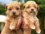 TEACUP MALTİPOO YAVRULAR  MİNİ BOY GARANTİLİ