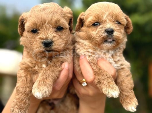 TEACUP MALTİPOO YAVRULAR  MİNİ BOY GARANTİLİ