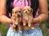 Teacup Malti̇poo Yavrular  Mi̇ni̇ Boy Garanti̇li̇