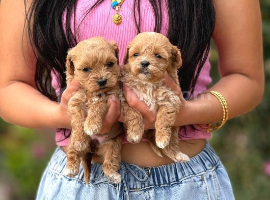Teacup Malti̇poo Yavrular  Mi̇ni̇ Boy Garanti̇li̇ görsel