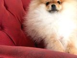 Show Kalite Orange Teddy Face Pomeranan Yavrumuz