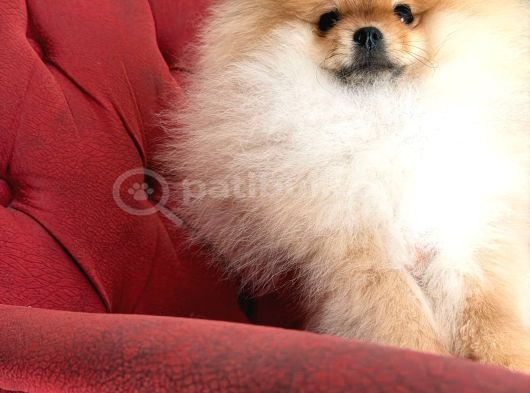 Show Kalite Orange Teddy Face Pomeranan Yavrumuz görsel