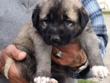 Orjinal has kangal yavruları
