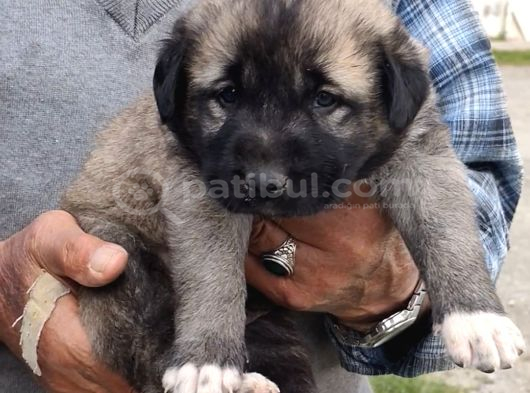 Orjinal Has Kangal Yavruları