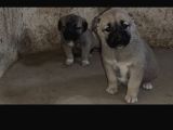 Orjinal Has Kangal Yavruları