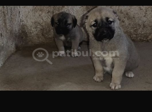 Orjinal Has Kangal Yavruları görsel