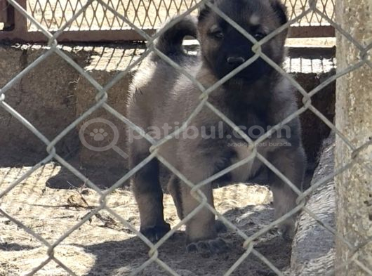 Orjinal Has Kangal Yavruları görsel