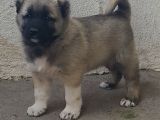 Orjinal Has Kangal Yavruları