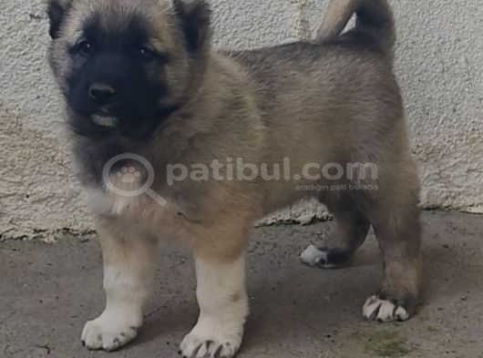 Orjinal Has Kangal Yavruları görsel