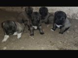 Orjinal Has Kangal Yavruları