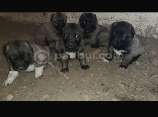 Orjinal Has Kangal Yavruları görsel