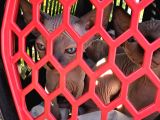 Masmavi Gözleriyle  Sfenks Yavrularımız