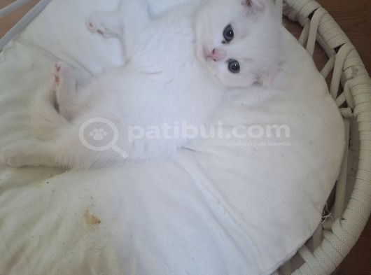 Çok Uyguna Iyi Aileler Asafkan Çok Sağlıklı Mutlu Kartopları İst görsel