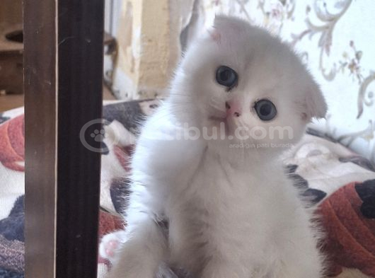 Masumiyet Perisi Çok uyguna Safkan çok sağlıklı mutlu kartopları