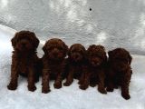 Deni̇zli̇ Merkez Tesli̇me Hazir Poodle Yavrular