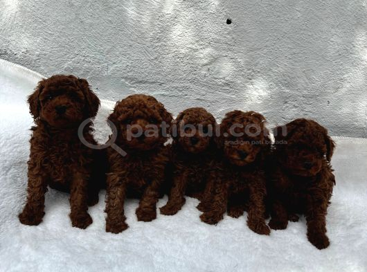 Deni̇zli̇ Merkez Tesli̇me Hazir Poodle Yavrular görsel