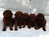 Deni̇zli̇ Merkez Tesli̇me Hazir Poodle Yavrular