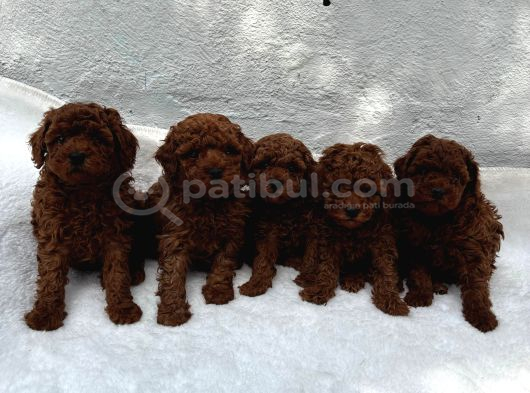 Deni̇zli̇ Merkez Tesli̇me Hazir Poodle Yavrular görsel