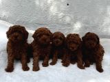 DENİZLİ MERKEZ TESLİME HAZIR POODLE YAVRULAR