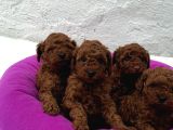 Deni̇zli̇ Merkez Tesli̇me Hazir Poodle Yavrular