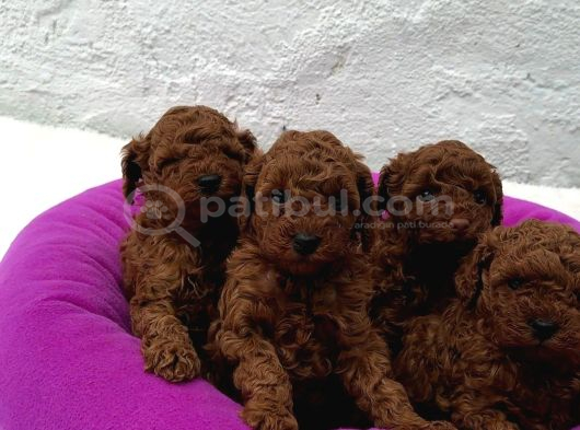 Deni̇zli̇ Merkez Tesli̇me Hazir Poodle Yavrular görsel
