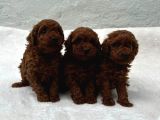Erkek Di̇şi̇ Toy Poodle Bebekler