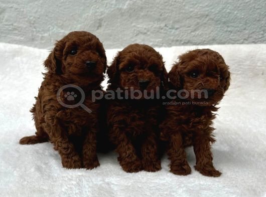 Erkek Di̇şi̇ Toy Poodle Bebekler görsel