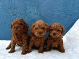 ZİYARETE AÇIK ERKEK DİŞİ POODLE BEBEKLER