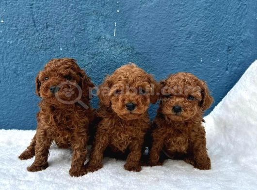 Zi̇yarete Açik Erkek Di̇şi̇ Poodle Bebekler
