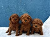 Zi̇yarete Açik Erkek Di̇şi̇ Poodle Bebekler