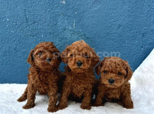 Zi̇yarete Açik Erkek Di̇şi̇ Poodle Bebekler görsel