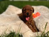 SEVİMLİ TOY POODLE YAVRULAR