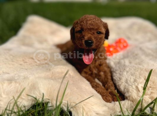 Sevi̇mli̇ Toy Poodle Yavrular