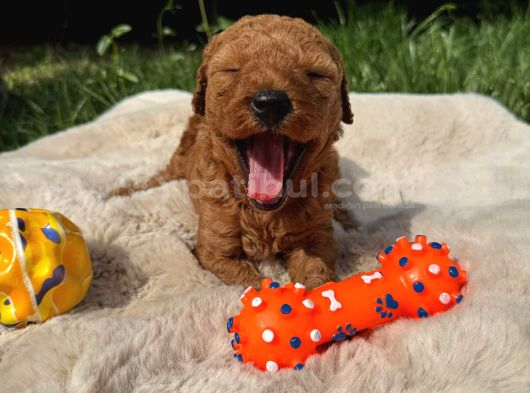 Sevi̇mli̇ Toy Poodle Yavrular görsel