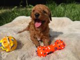 Sevi̇mli̇ Toy Poodle Yavrular