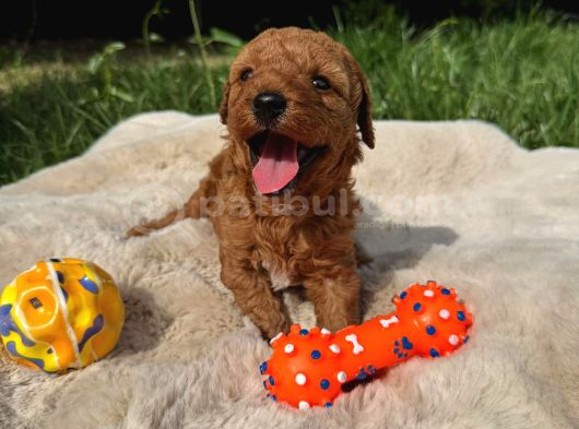 Sevi̇mli̇ Toy Poodle Yavrular görsel