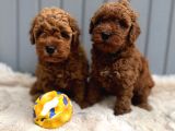 GÜZELLER GÜZELİ POODLE BEBEKLER