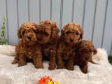 Sevi̇mli̇ Toy Poodle Yavrular